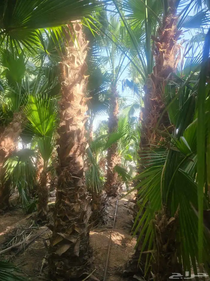 غرس وتوريد جميع انواع النخيل با أنواعه لتوصل 3