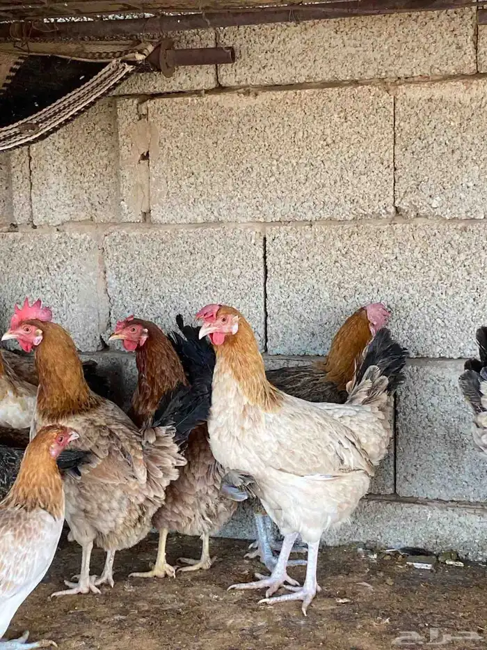 دجاج بلدي بياض 2