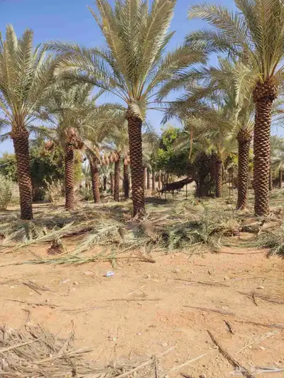 نخل مثمر واشنطن index