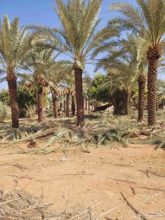 نخل مثمر واشنطن 3