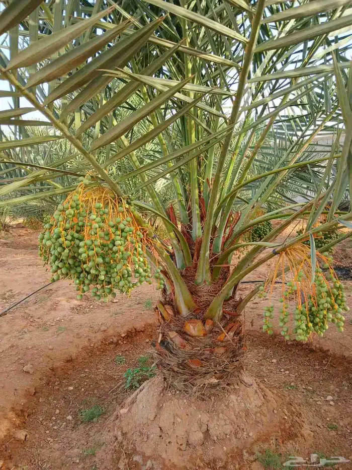 نخل مثمر نخيل نقايل للبيع واشنطني اخلاص سكري برحي صقعي شيشي 4