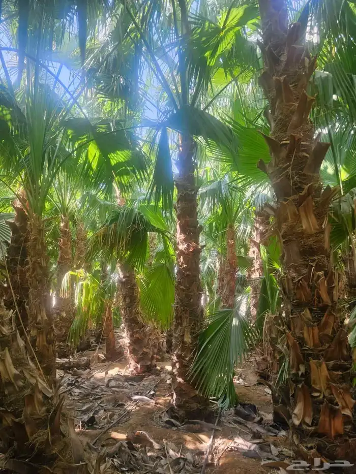 غرس وتوريد جميع انواع النخيل با أنواعه لتوصل 1