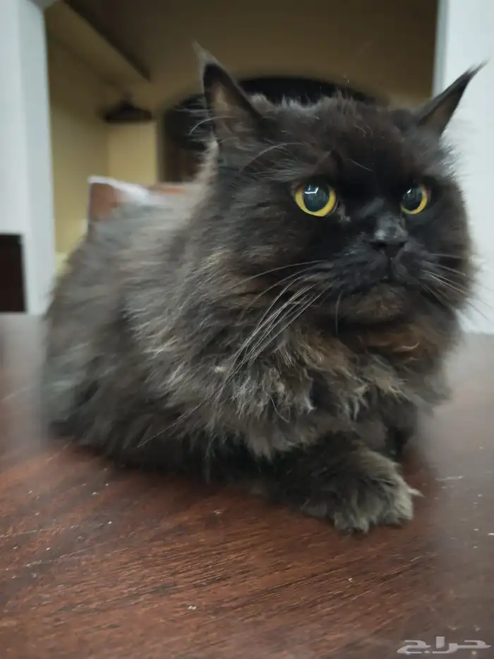 القط للتبني 1