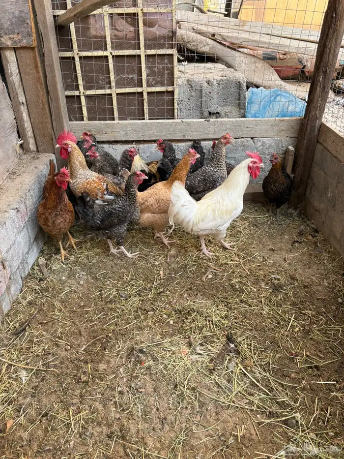 دجاج بلدي بياض 0