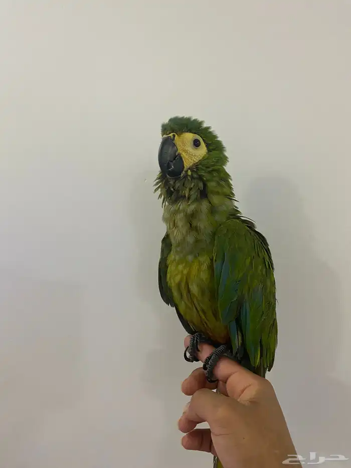 ببغاء مكاو فرخ 0