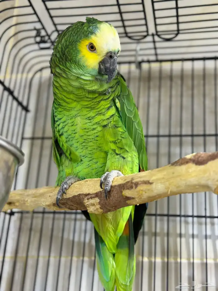 بلوفرنتد امازون 0