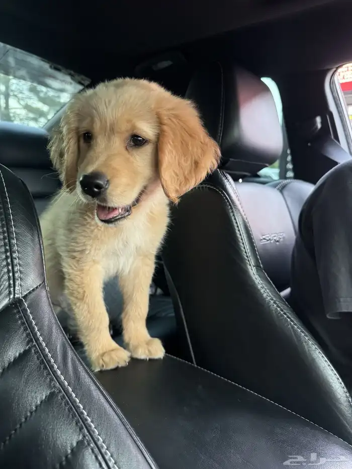 جولدن ريتريفر 1