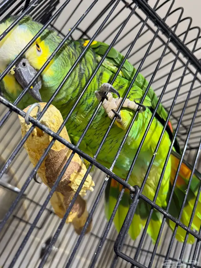 بلوفرنتد امازون 3