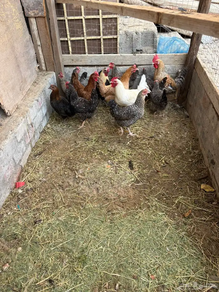 دجاج بلدي بياض 5