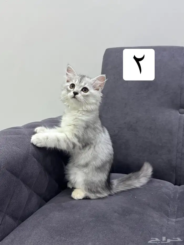 قطط كيتين للتبني 7