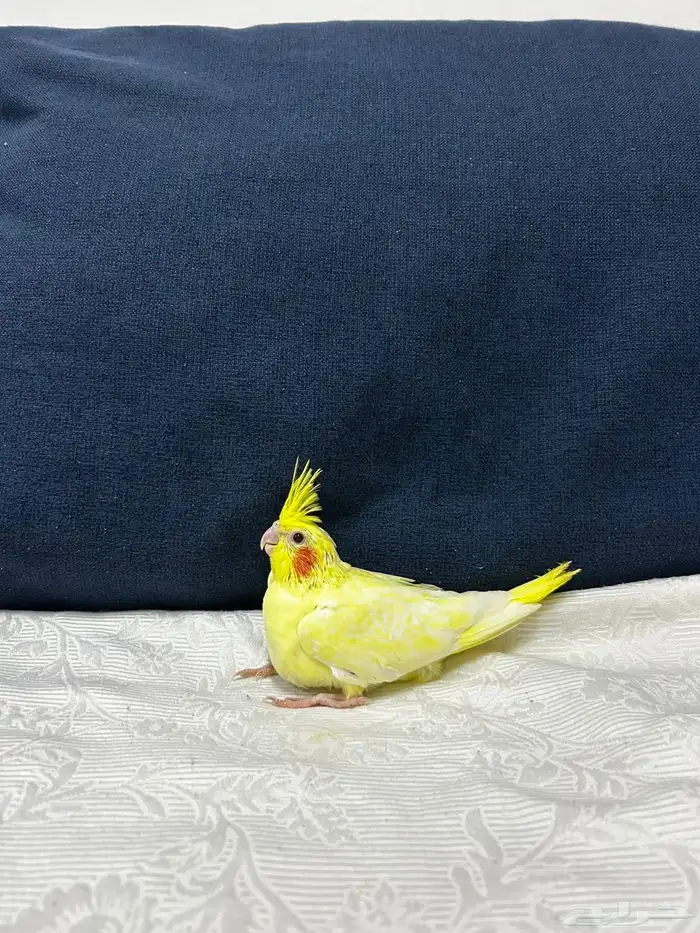 للبيع فرخ كروان غر لاتنيوم عيون حمر محجل 2