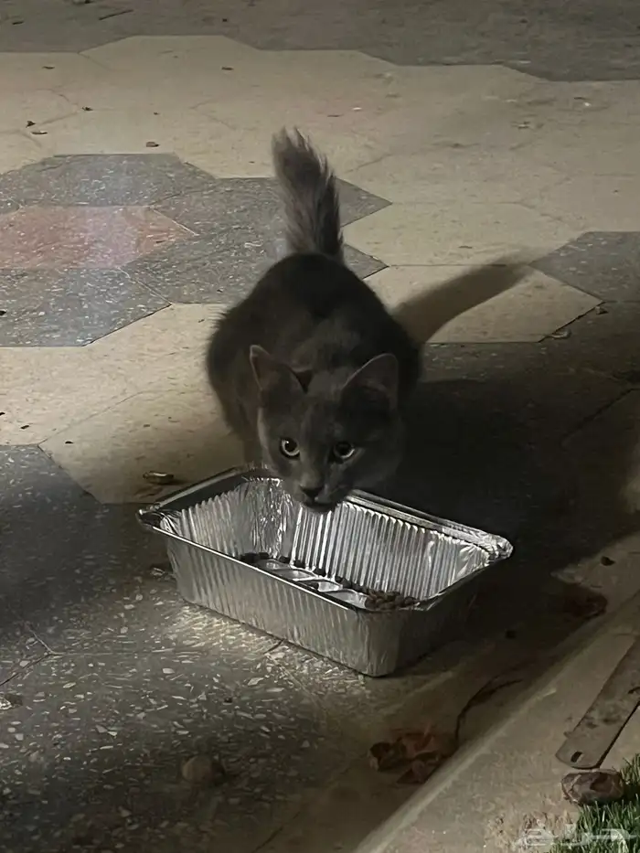 قط ضائع يا سكوتش او روشون بلو 1