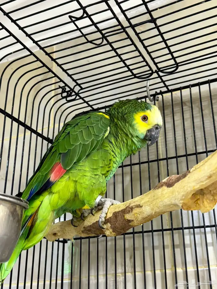 بلوفرنتد امازون 4