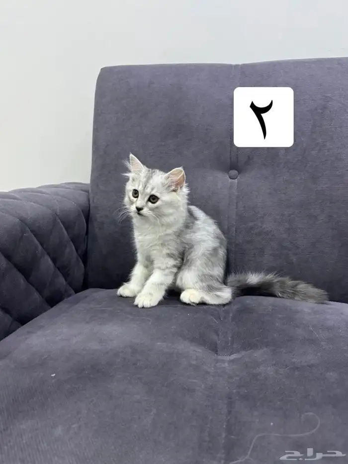 قطط كيتين للتبني 6