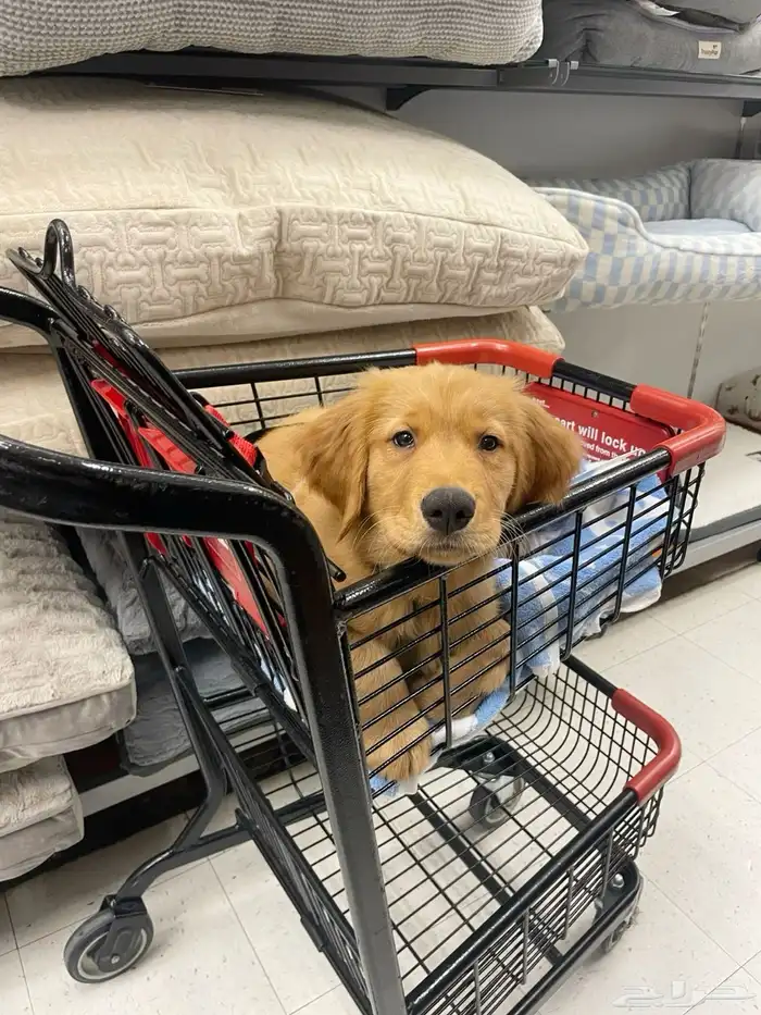 جولدن ريتريفر 3