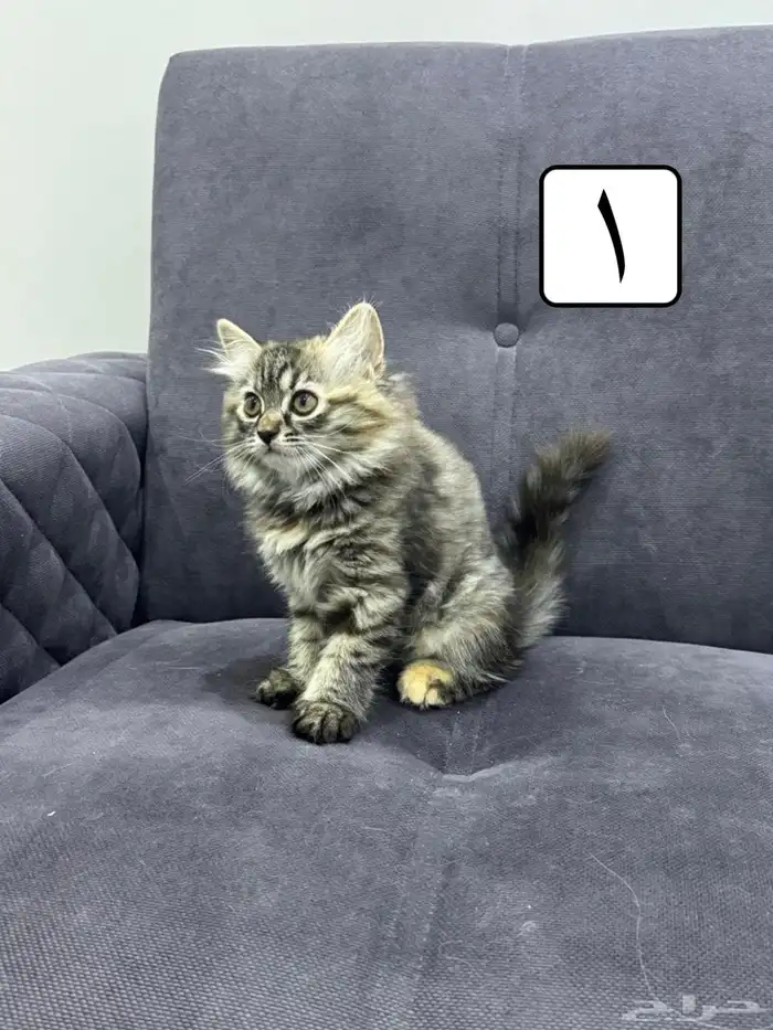 قطط كيتين للتبني 0