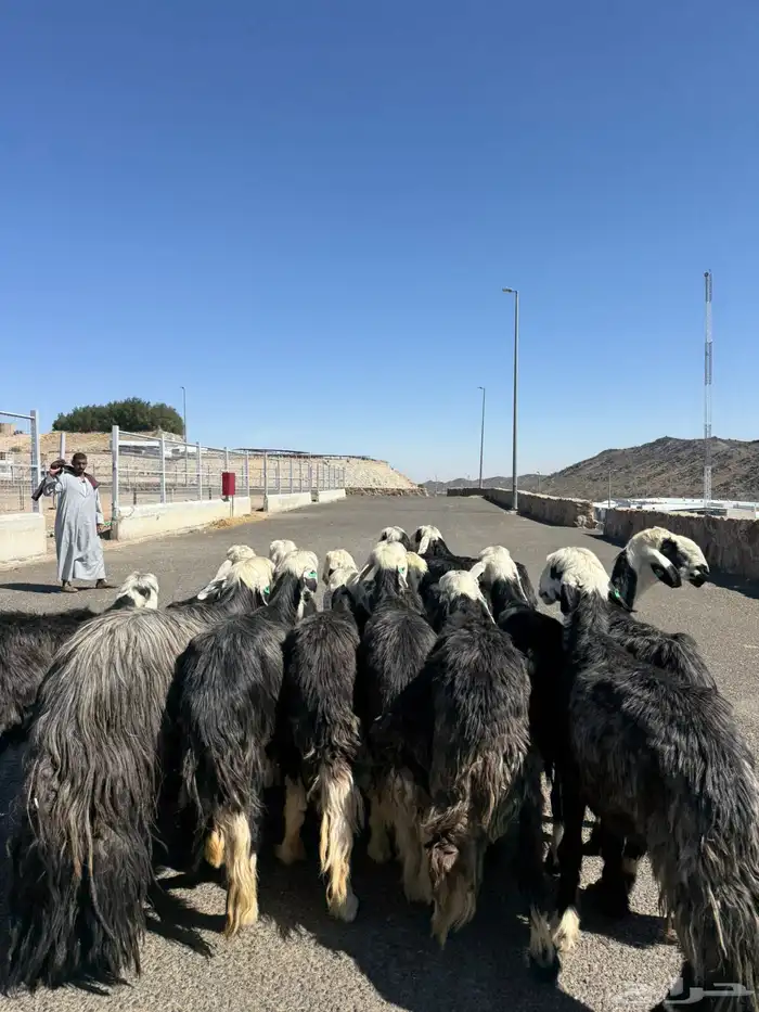 غنم نجد جنب 15 راس 6