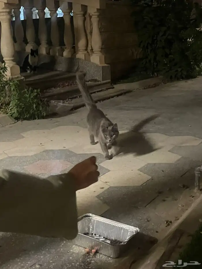 قط ضائع يا سكوتش او روشون بلو 2