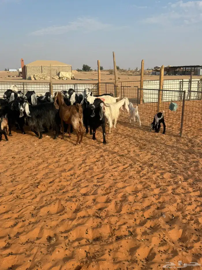 معزاء متابيع 1