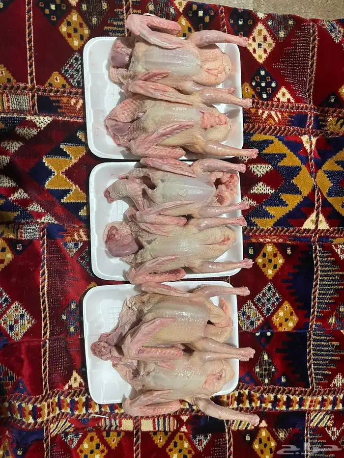 حمام سوبر جامبو 4