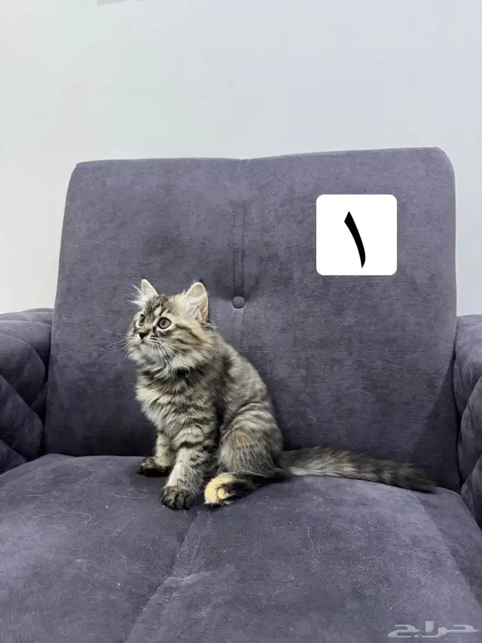 قطط كيتين للتبني 2