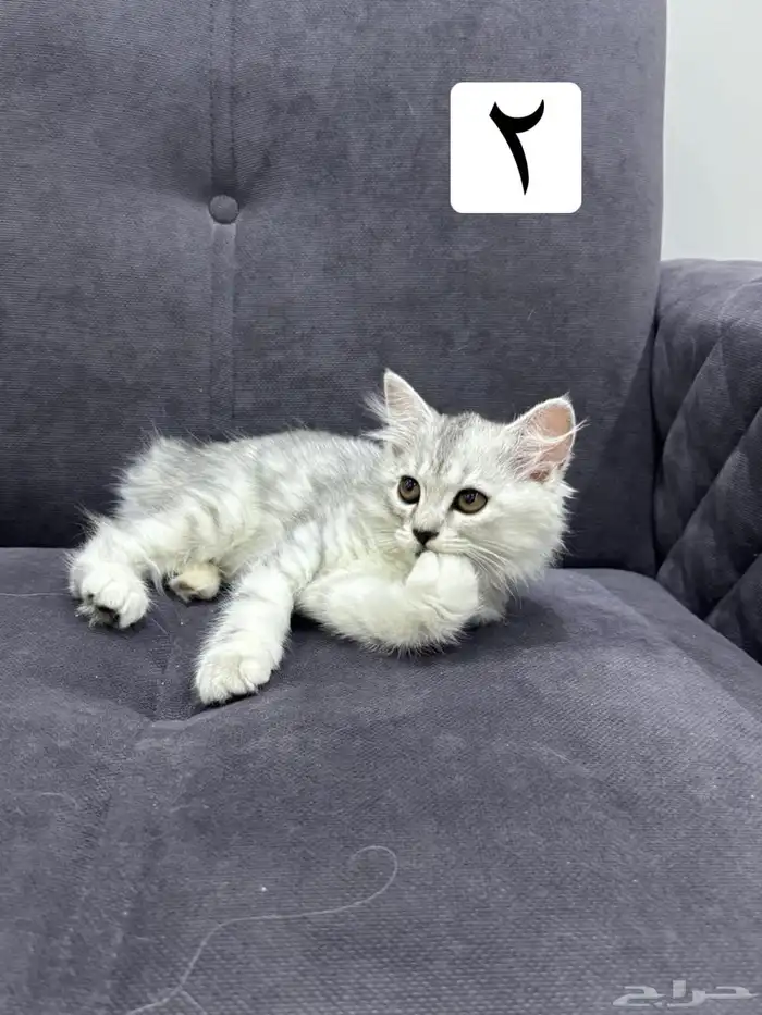 قطط كيتين للتبني 5