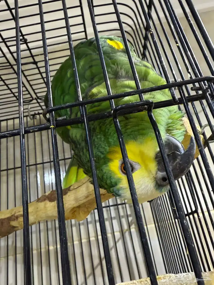 بلوفرنتد امازون 2