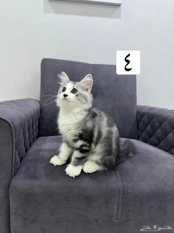 قطط كيتين للتبني 12