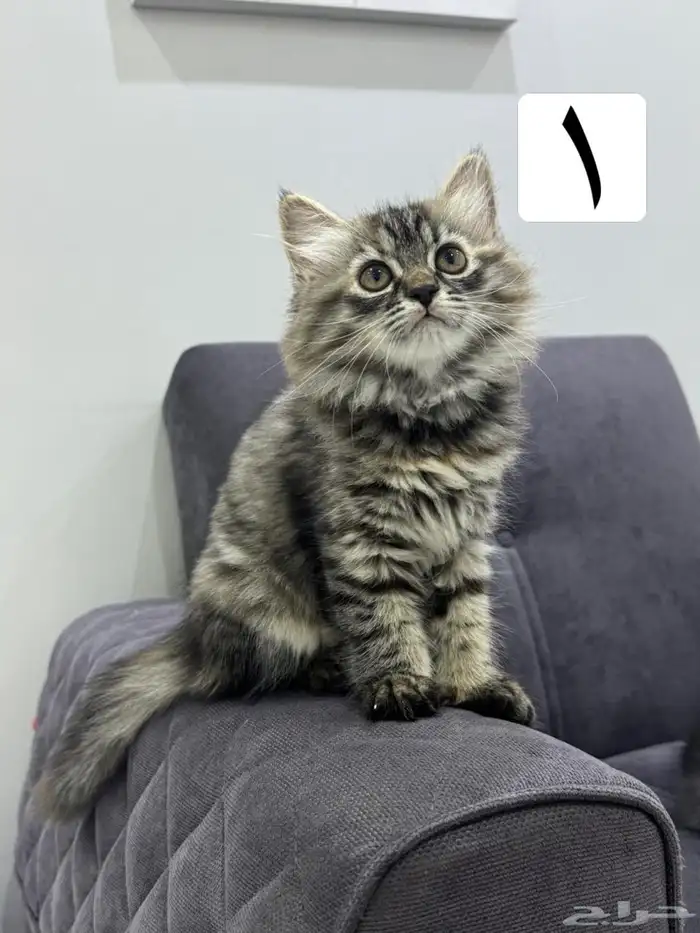 قطط كيتين للتبني 1