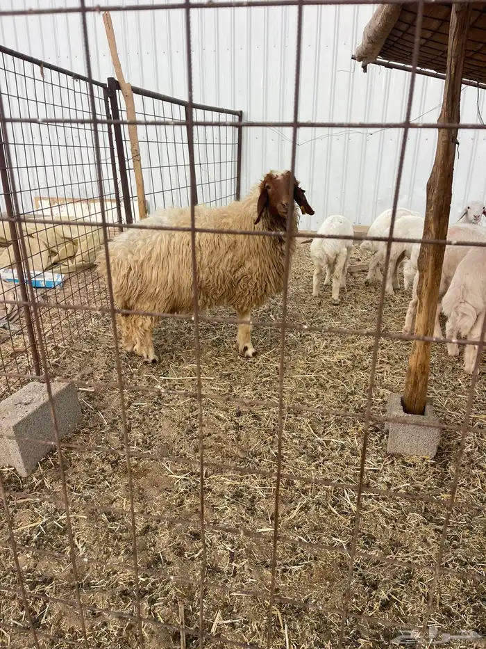 ذبيحه طيبه 0