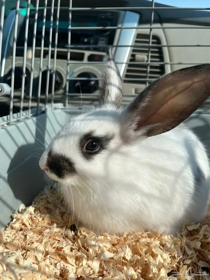 أرنب للبيع 0