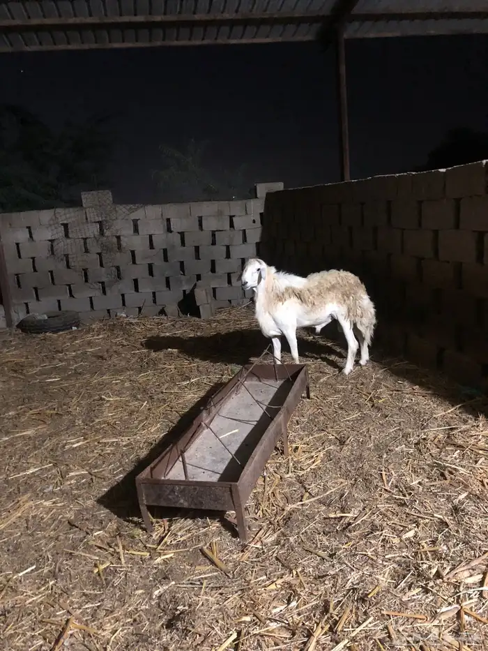 فحل حري مشروط من جميع العذاريب 0