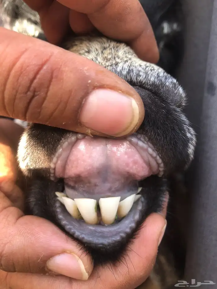 تيس عارضي فحل كفوو 3