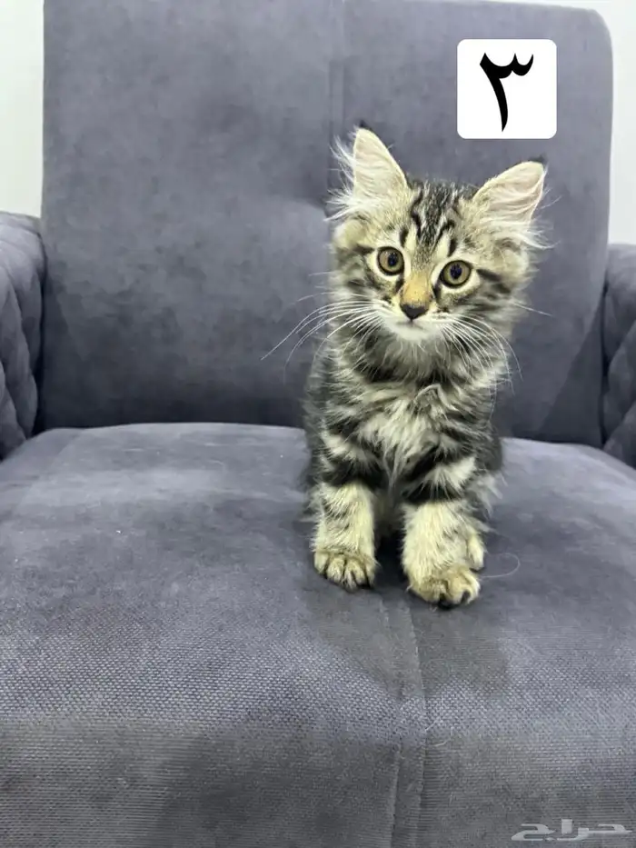 قطط كيتين للتبني 9