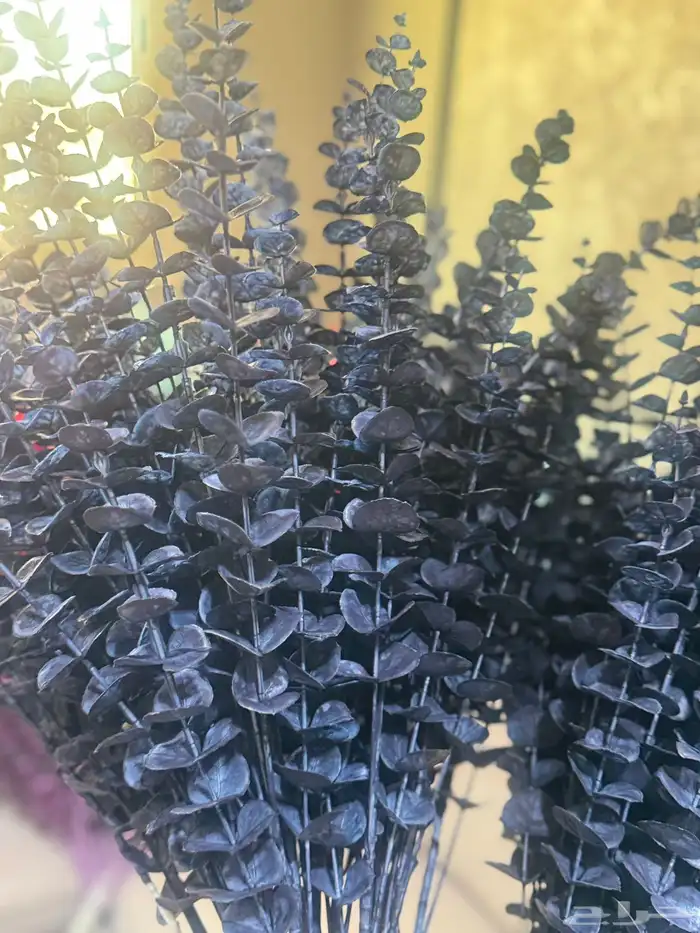 هدايا تغليف اكسوارات 76