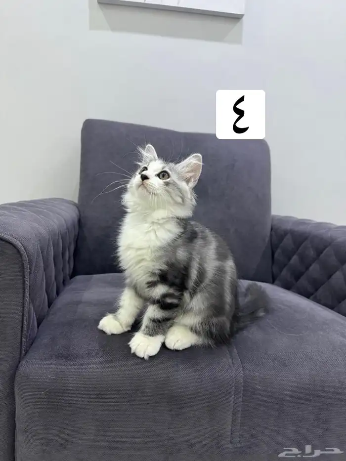 قطط كيتين للتبني 13