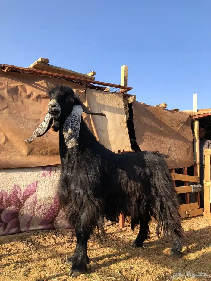 تيس عارضي فحل كفوو 1