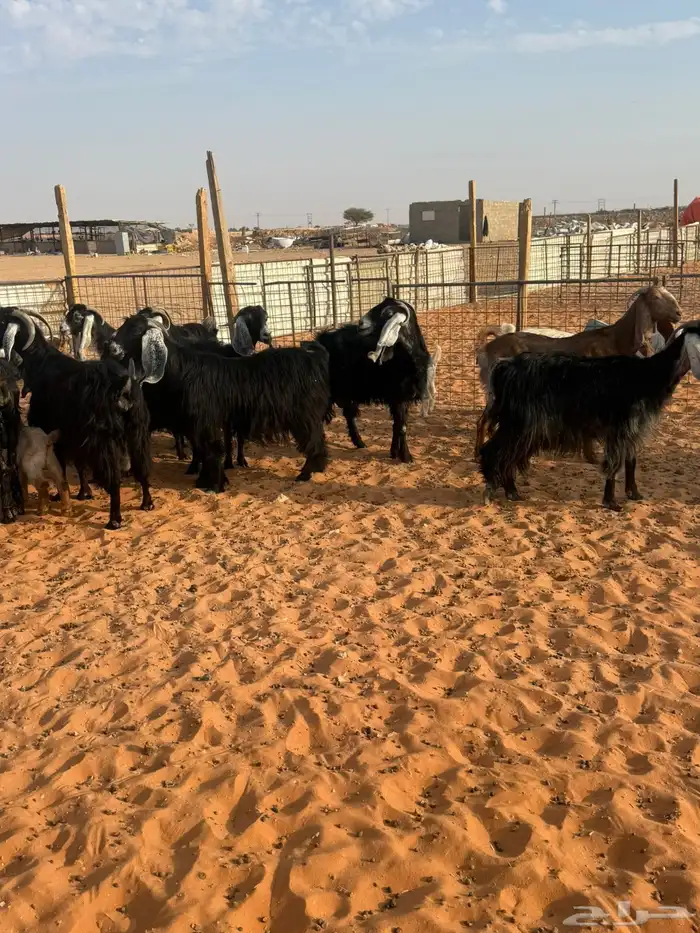 معزاء متابيع 3