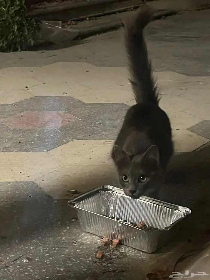 قط ضائع يا سكوتش او روشون بلو 0