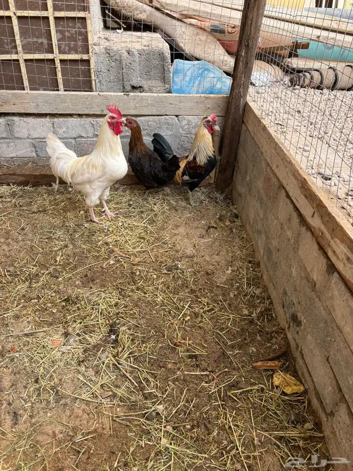 دجاج بلدي بياض 10