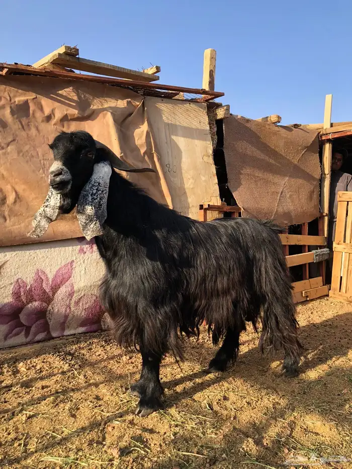 تيس عارضي فحل كفوو 2