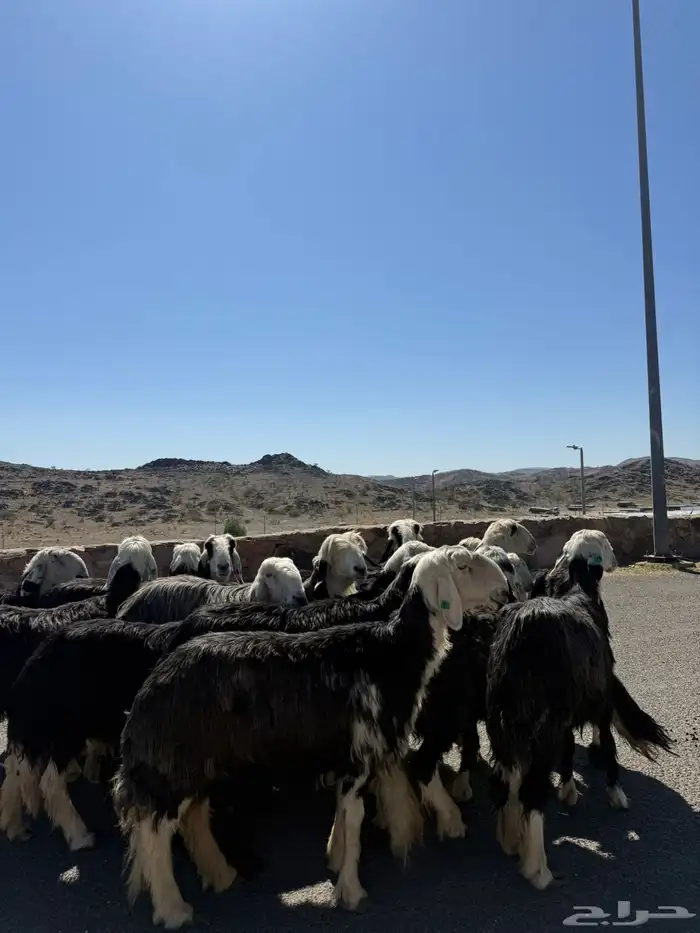 غنم نجد جنب 15 راس 5