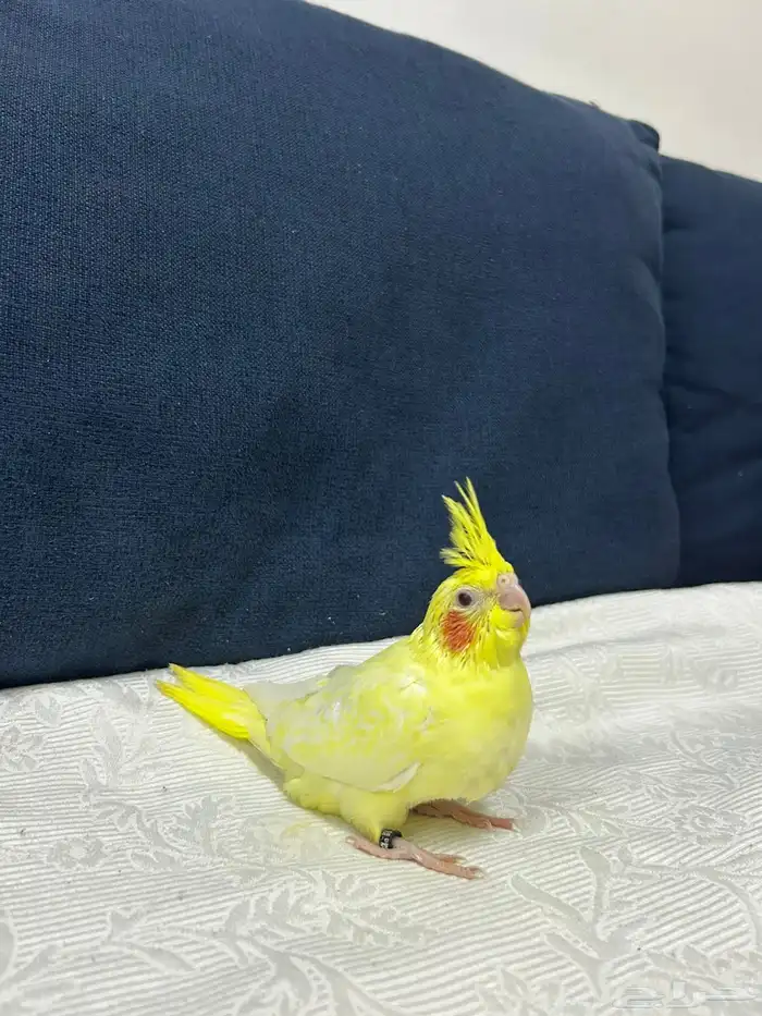 للبيع فرخ كروان غر لاتنيوم عيون حمر محجل 0