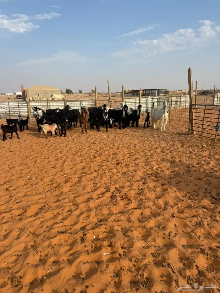 معزاء متابيع 2