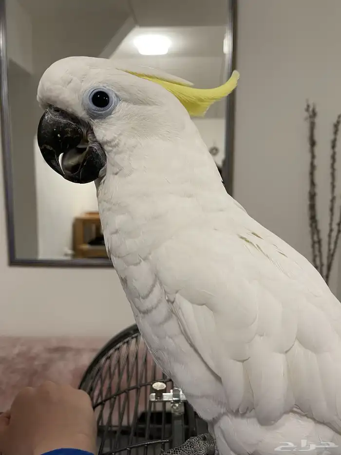 مين عنده ببغاء لتبني 0