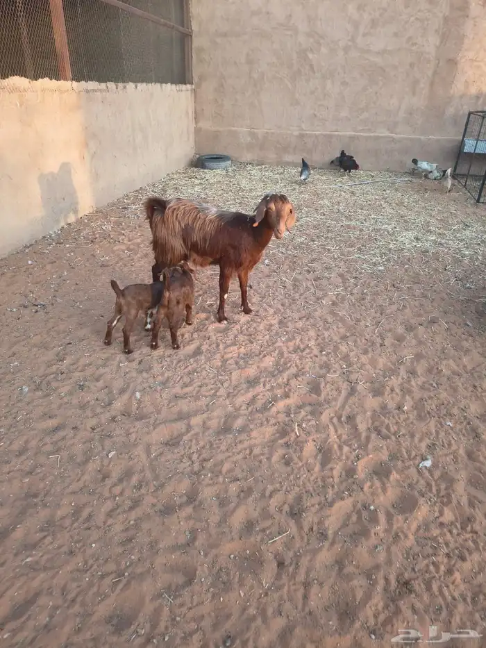 عنز قبرصية متاوم في المزاحمية 1