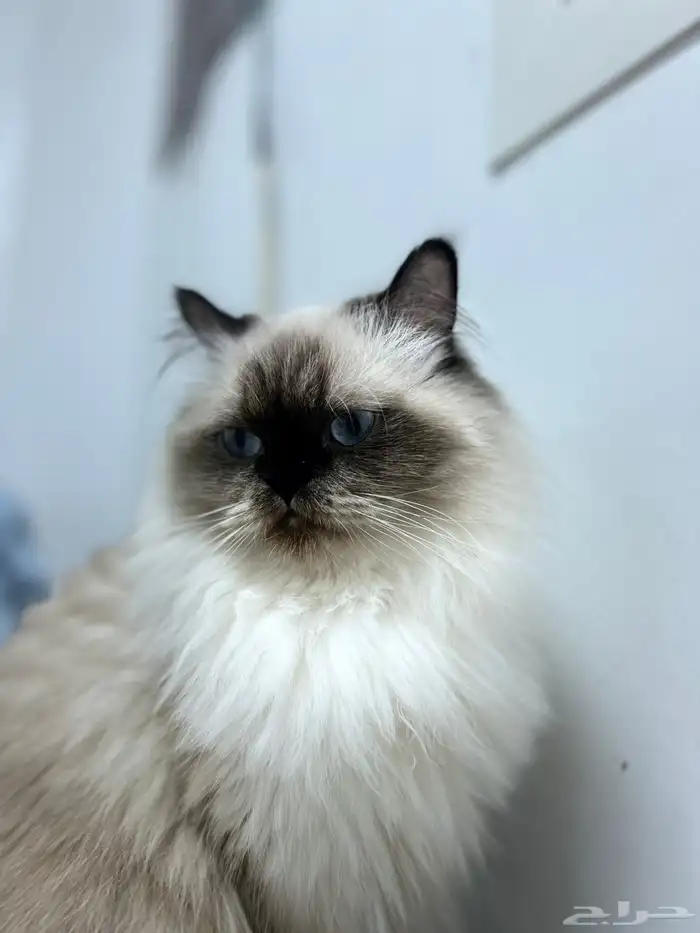 قطط للتبني 1