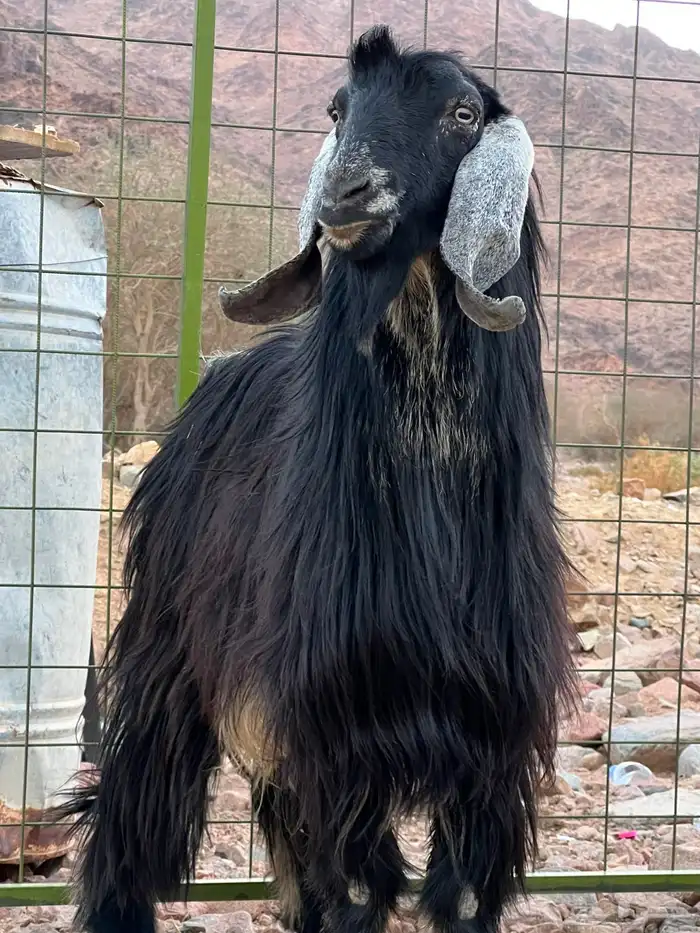 للبيع تيس فحل طيب 6