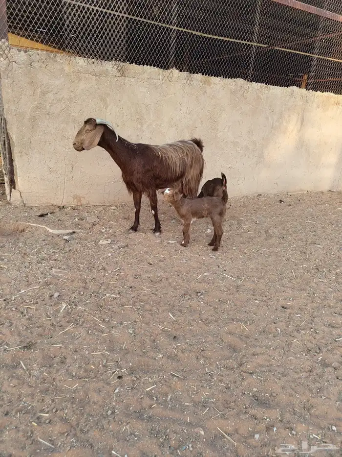 عنز قبرصية متاوم في المزاحمية 0