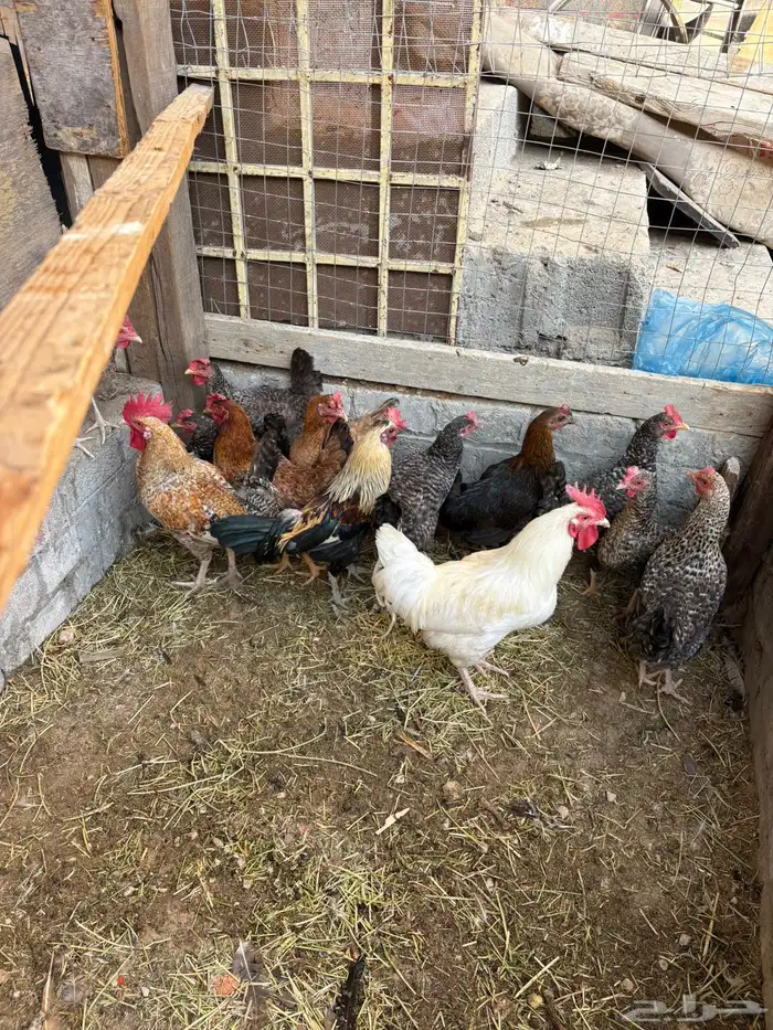 دجاج بلدي بياض 2